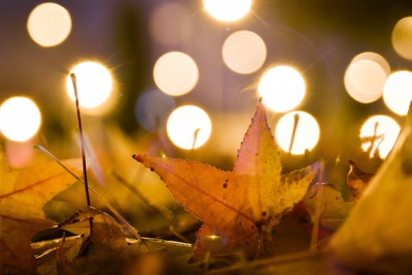 Fall Leaves and Lights