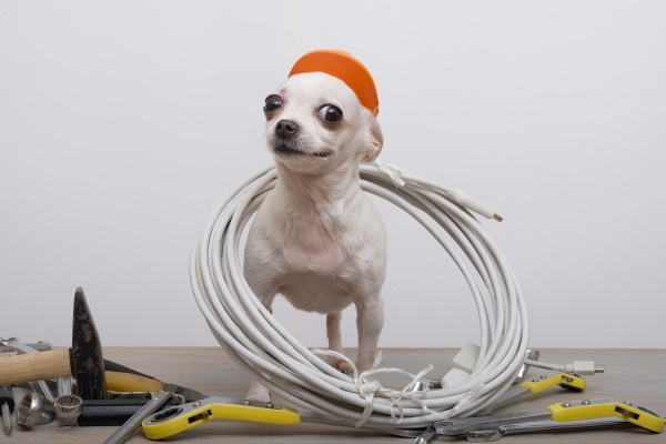 Cute Puppy with Electrical Paraphernalia